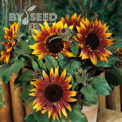 Tournesol nain Paquito Colorado