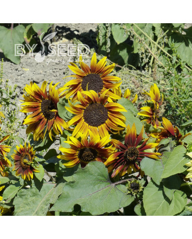 Tournesol nain Paquito Colorado