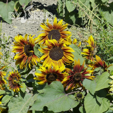 Tournesol nain Paquito Colorado