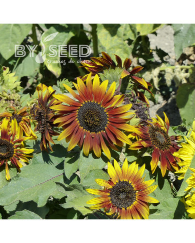 Tournesol nain Paquito Colorado