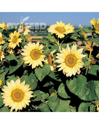 Tournesol nain Paquito Limon