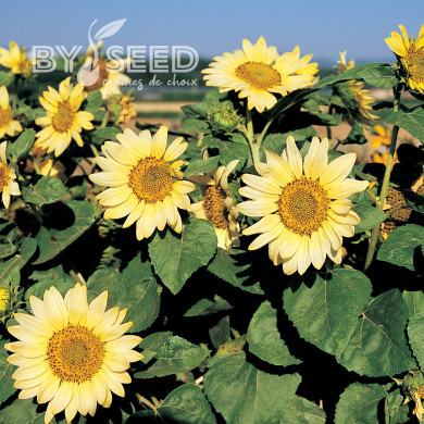 Tournesol nain Paquito Limon