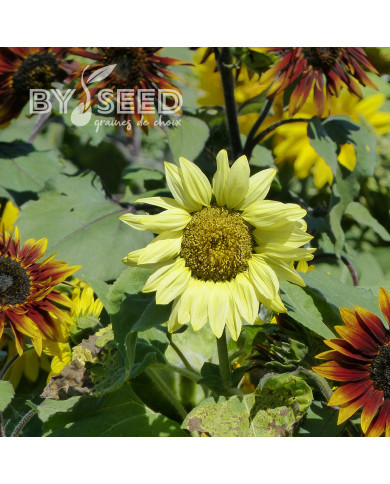 Tournesol nain Paquito Limon