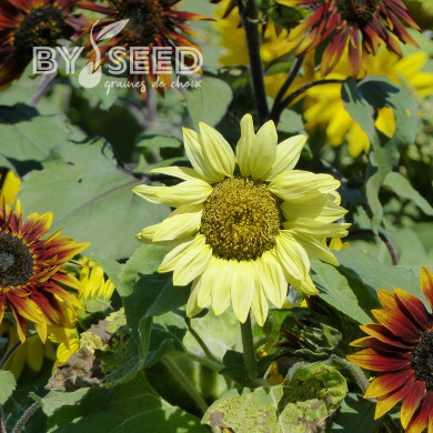 Tournesol nain Paquito Limon