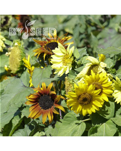Tournesol nain Paquito Mix