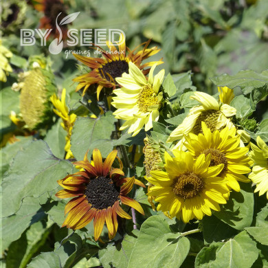 Tournesol nain Paquito Mix