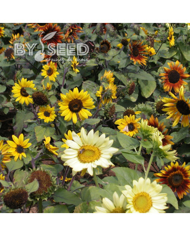 Tournesol nain Paquito Mix