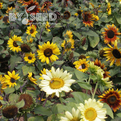 Tournesol nain Paquito Mix