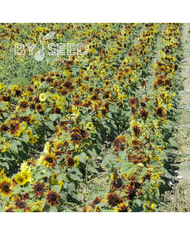Tournesol nain Paquito Mix