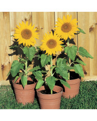 Tournesol nain Sunspot