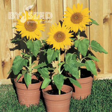 Tournesol nain Paquito Sol