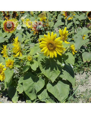 Tournesol nain Paquito Sol