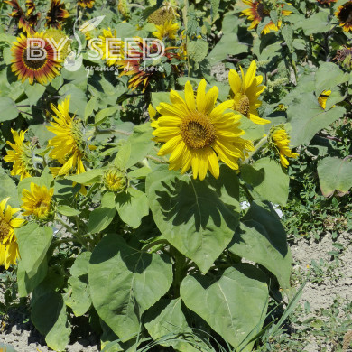 Tournesol nain Paquito Sol