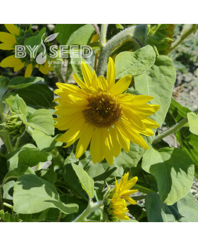 Tournesol nain Paquito Sol