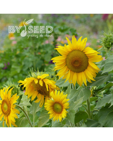 Tournesol nain Sunspot