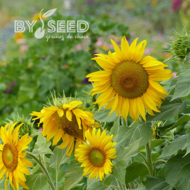 Tournesol nain Sunspot