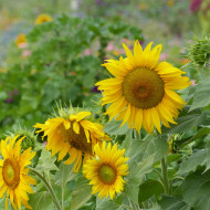 Tournesol nain Sunspot