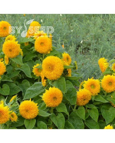 Tournesol nain Teddy Bear (double)