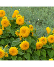 Tournesol nain Sunspot