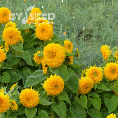 Tournesol nain Teddy Bear (double)