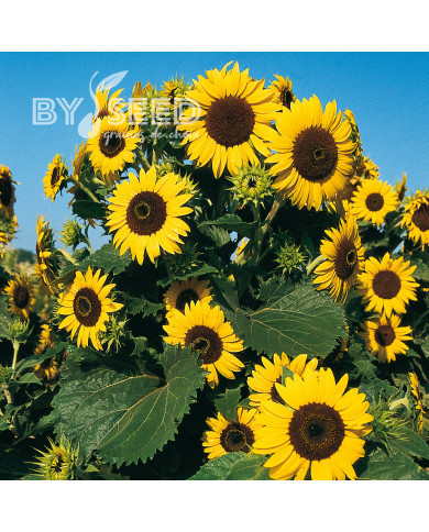 Tournesol nain Waooh!