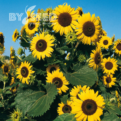 Tournesol nain Waooh!