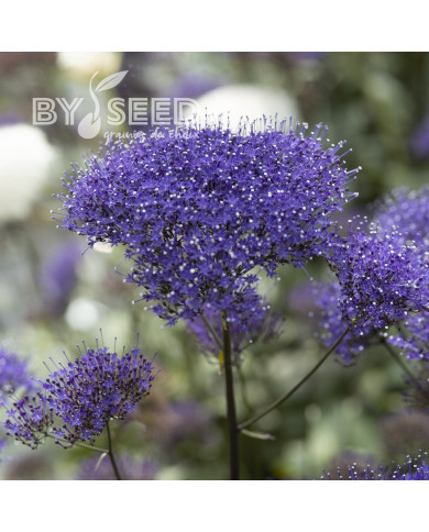 Trachelium Black Knight