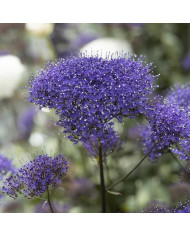 Trachelium White Knight