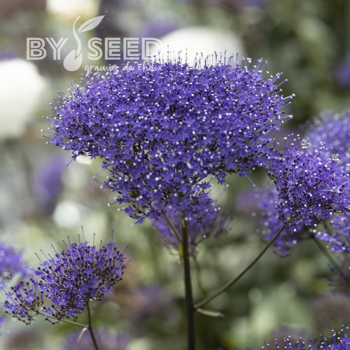 Trachelium Black Knight