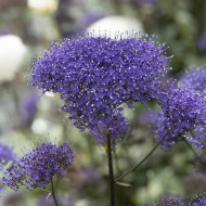 Trachelium Black Knight