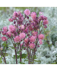 Ancolie Nora Barlow BIO