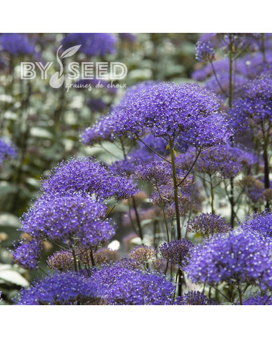 Trachelium Black Knight