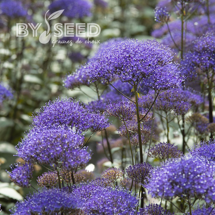 Trachelium Black Knight