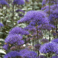 Trachelium Black Knight