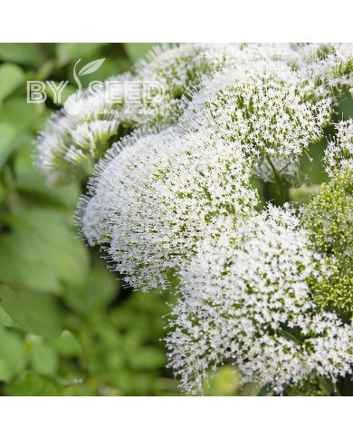 Trachelium White Knight