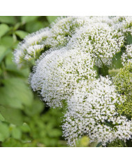 Trachelium Black Knight