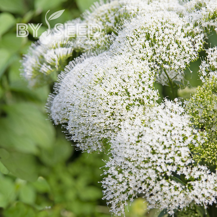 Trachelium White Knight