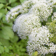 Trachelium White Knight