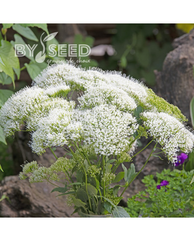 Trachelium White Knight