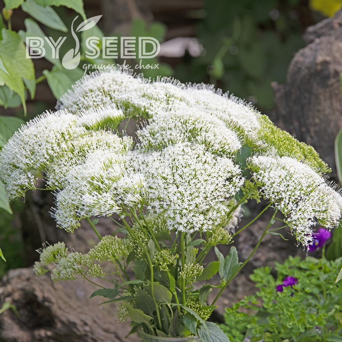 Trachelium White Knight