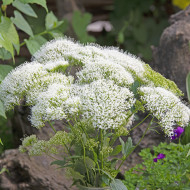 Trachelium White Knight