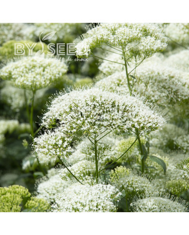 Trachelium White Knight