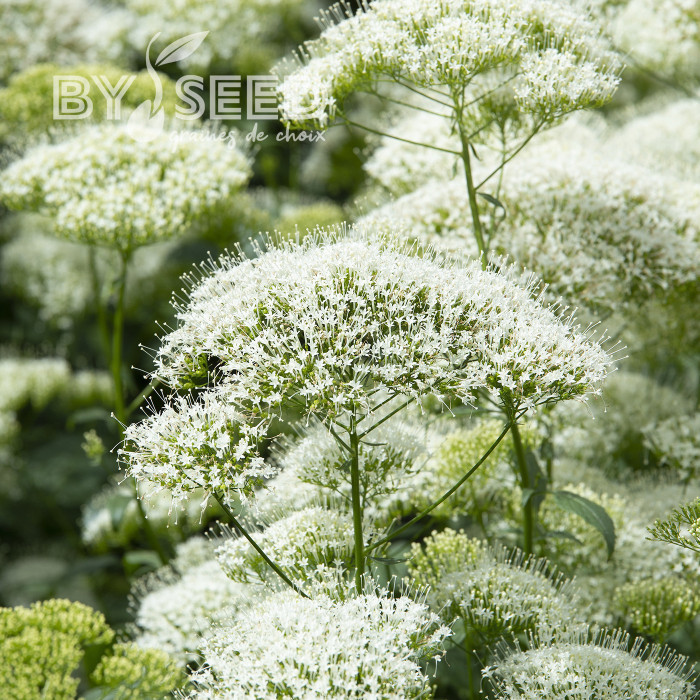 Trachelium White Knight