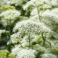 Trachelium White Knight