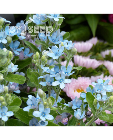 Tweedia (Oxypetalum) Heavenly Blue