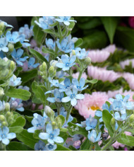 Trachelium White Knight