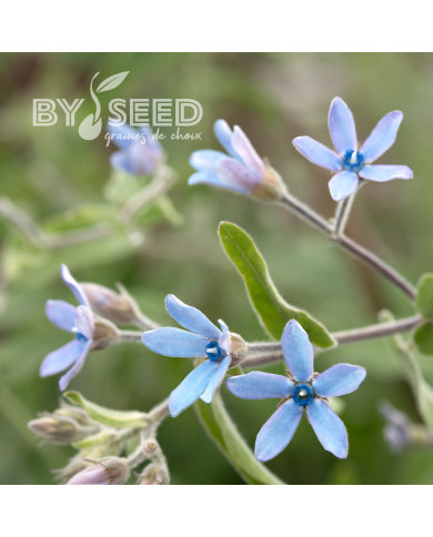 Tweedia (Oxypetalum) Heavenly Blue