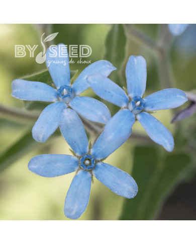 Tweedia (Oxypetalum) Heavenly Blue