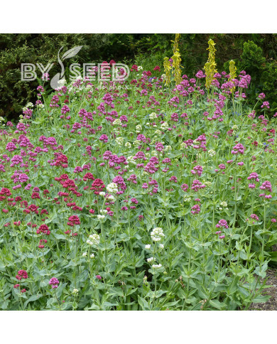 Valériane des Jardins Mix