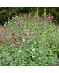 Valériane des jardins Pretty Betsy (Coccineus) rouge
